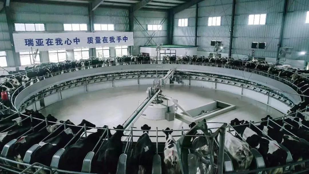 花花牛丨國家奶牛產業(yè)技術體系首席科學家、中國農業(yè)大學教授李勝利一行蒞臨花花牛魯山瑞亞參觀調研