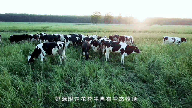 榮譽(yù) | “百家牛場(chǎng)青貯質(zhì)量評(píng)鑒活動(dòng)”花花牛新蔡瑞亞牧業(yè)、河南合源乳業(yè)分別榮獲一、三等獎(jiǎng)